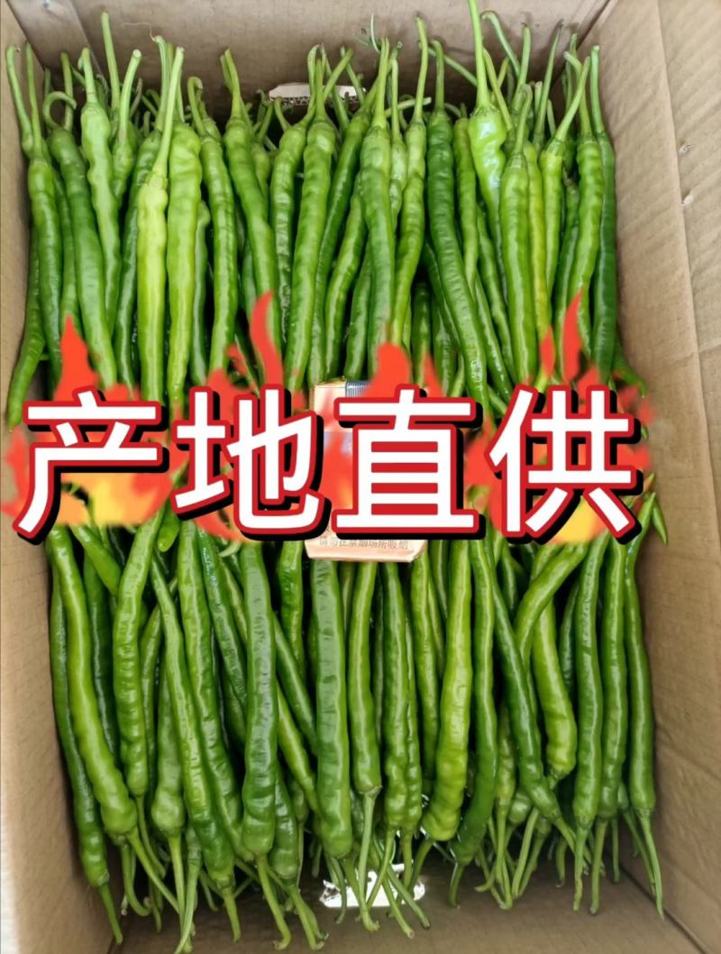 高山辣椒精品二荆条，产自于湖北恩施利川，也称之为富硒辣椒