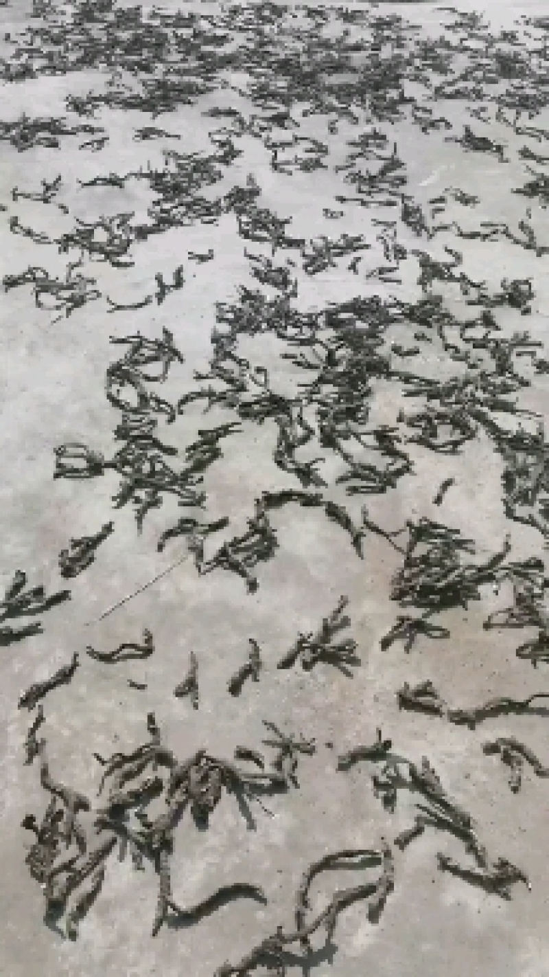 石菖蒲，长期大量提供，寻实力大商户，标准大货
