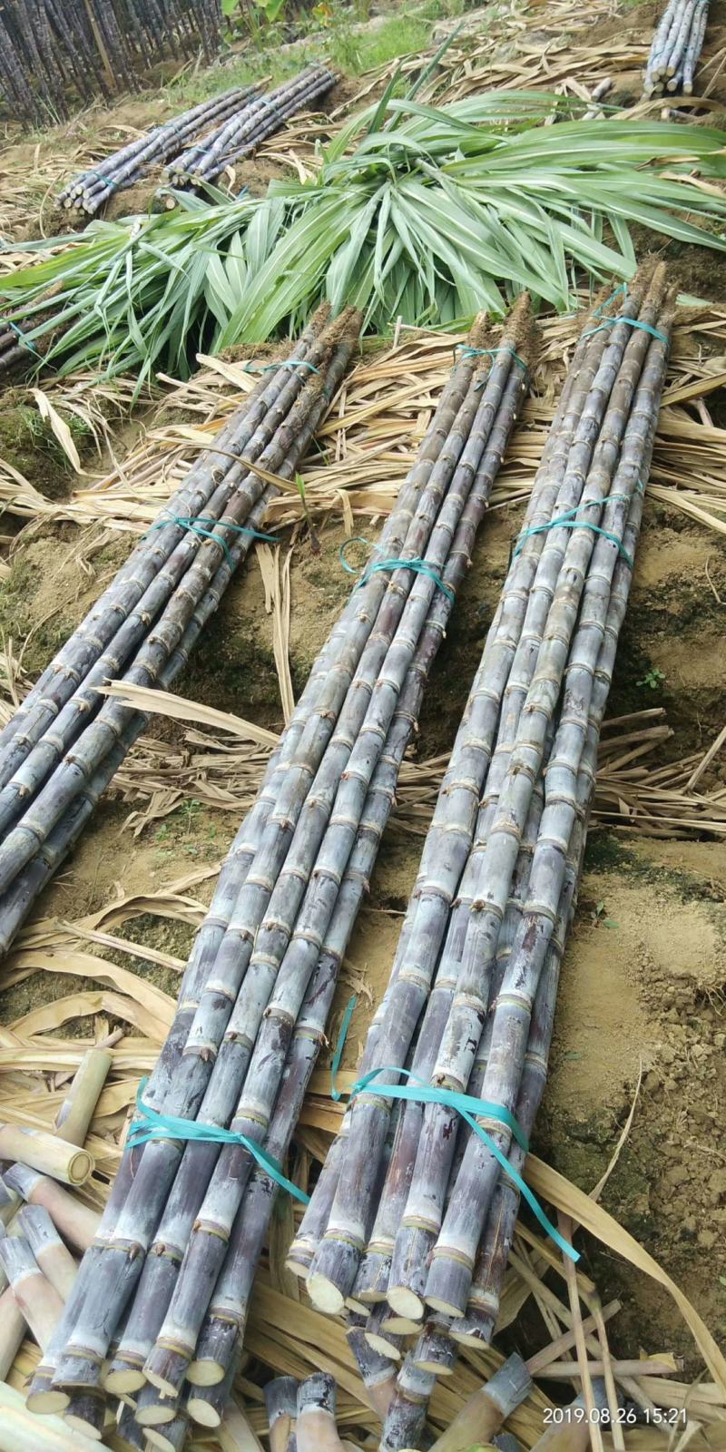 广西甘蔗黑皮甘蔗种植产地结巴均匀口感甜提供回程车质量保证