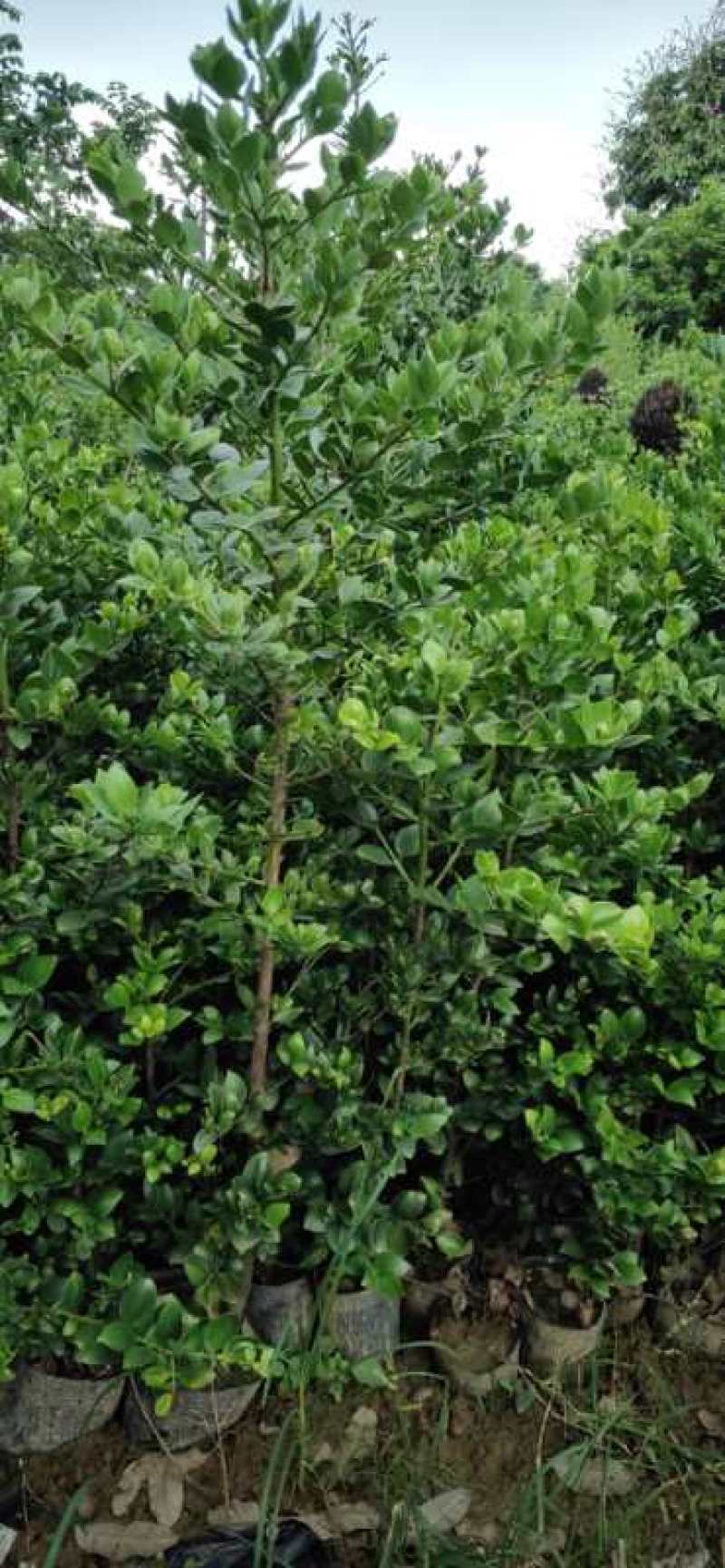 圆叶竹柏庭院盆栽观叶绿植园林工程绿化树苗