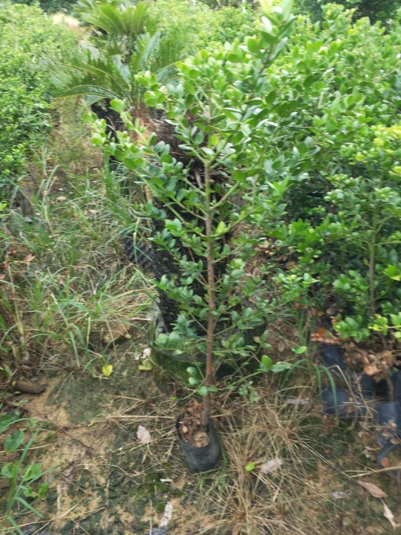 圆叶竹柏庭院盆栽观叶绿植园林工程绿化树苗