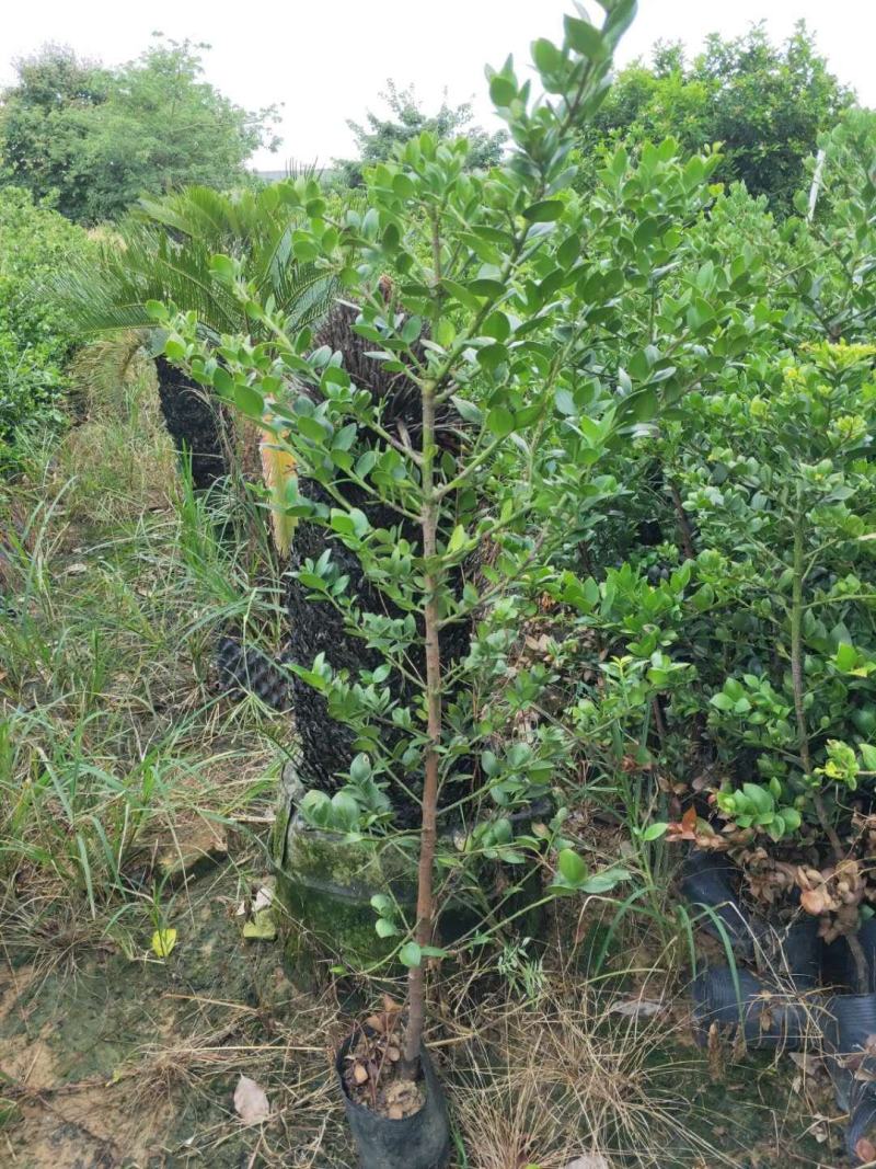 圆叶竹柏庭院盆栽观叶绿植园林工程绿化树苗