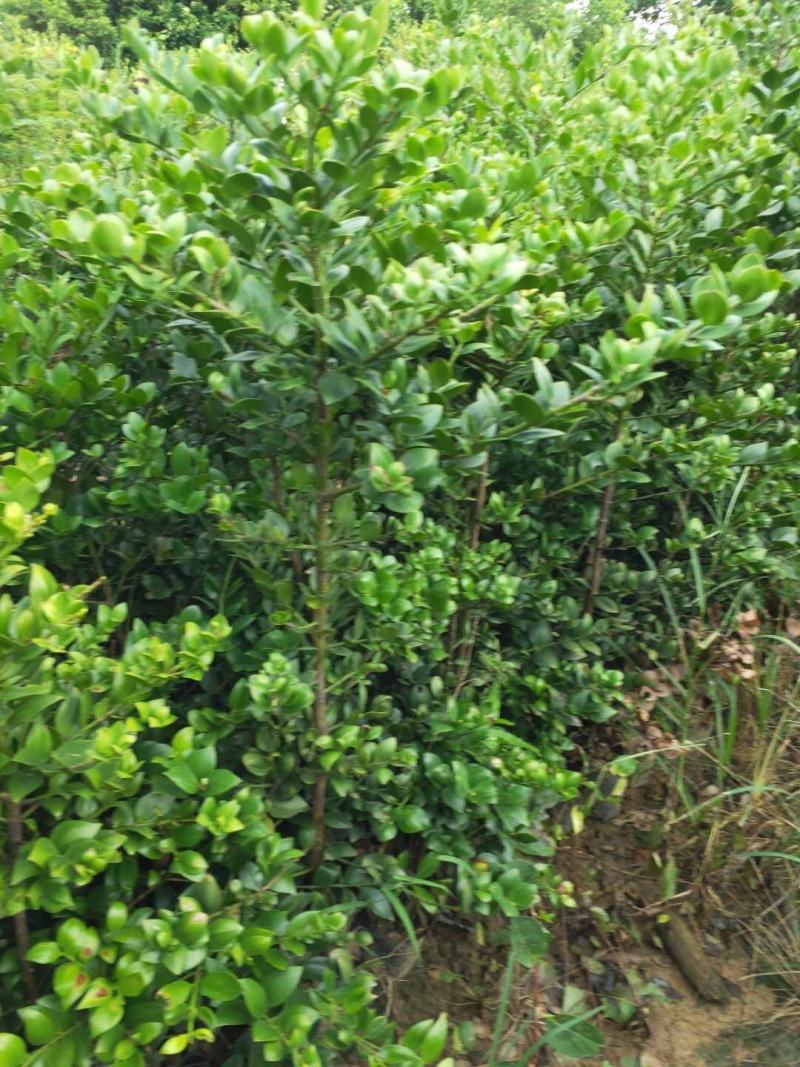 圆叶竹柏庭院盆栽观叶绿植园林工程绿化树苗