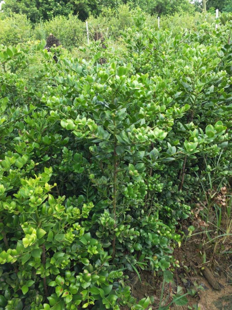 圆叶竹柏庭院盆栽观叶绿植园林工程绿化树苗