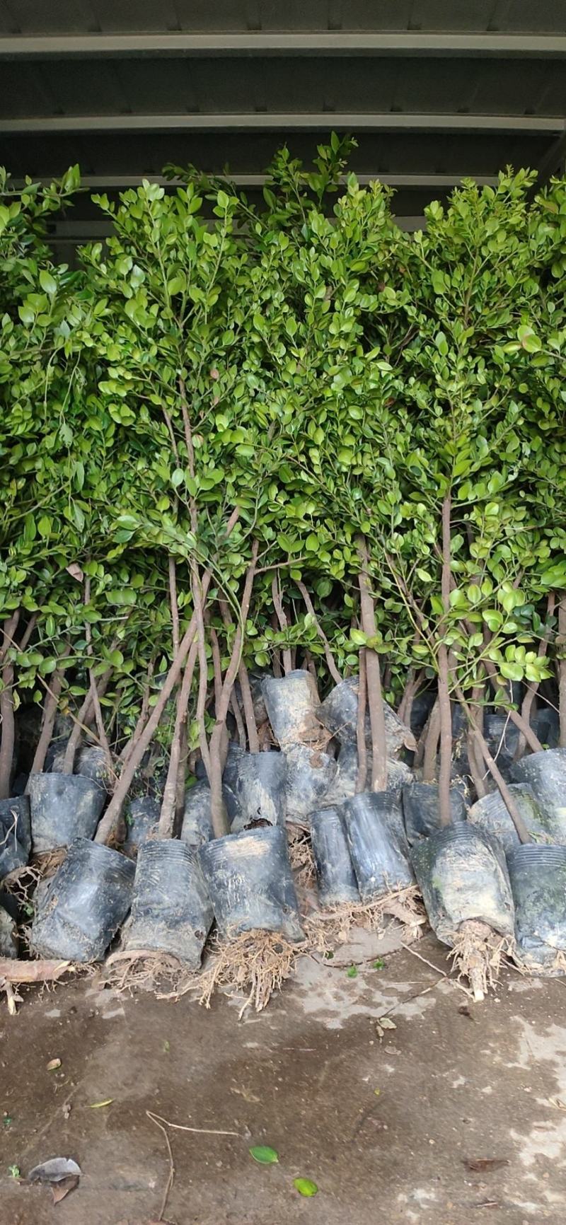 圆叶竹柏庭院盆栽观叶绿植园林工程绿化树苗