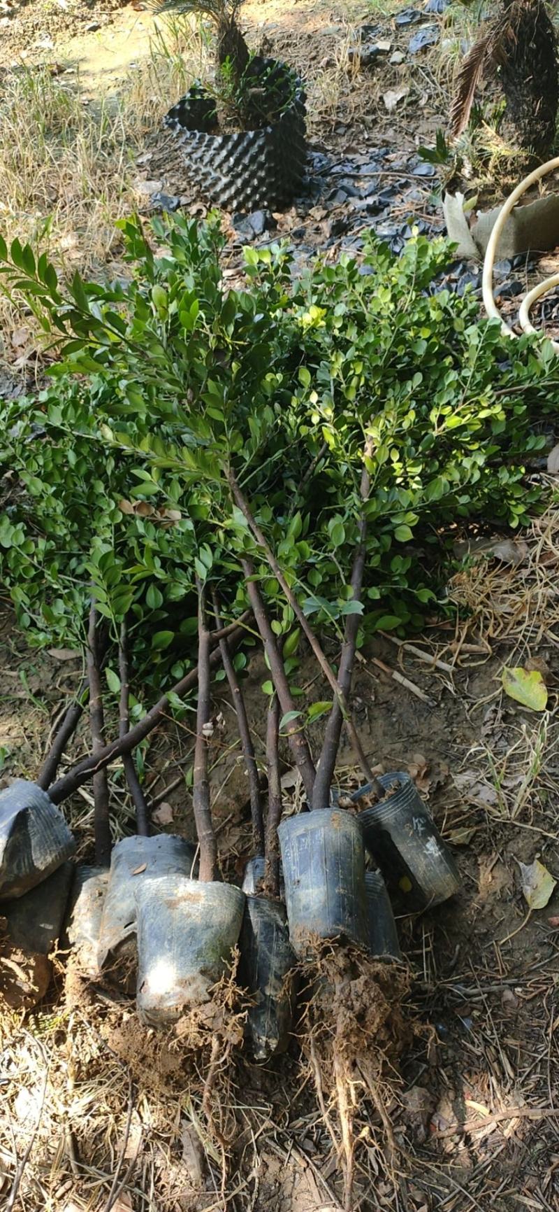 圆叶竹柏庭院盆栽观叶绿植园林工程绿化树苗