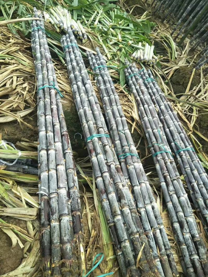 广西甘蔗黑皮甘蔗种植产地结巴均匀口感甜提供回程车质量保证