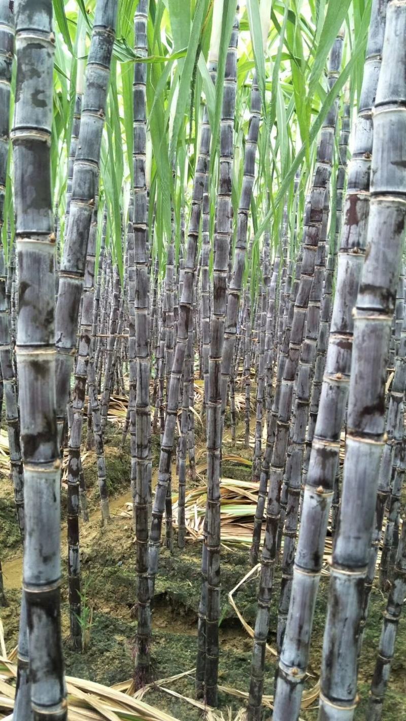 广西甘蔗黑皮甘蔗种植产地结巴均匀口感甜提供回程车质量保证
