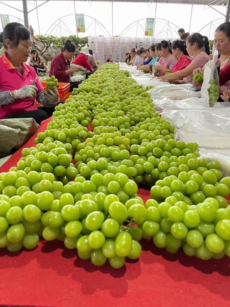 阳光玫瑰葡萄甜葡萄高端供应质量保证葡萄基地