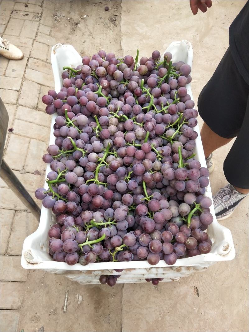 软枝巨峰葡萄大量上市