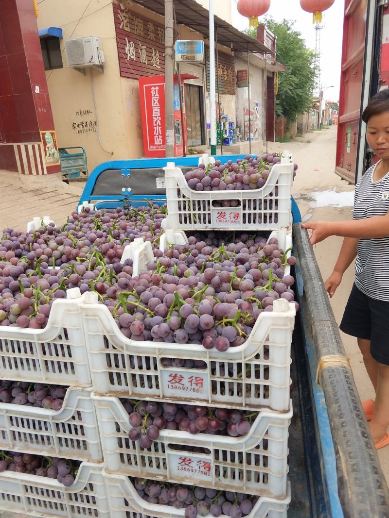 软枝巨峰葡萄大量上市