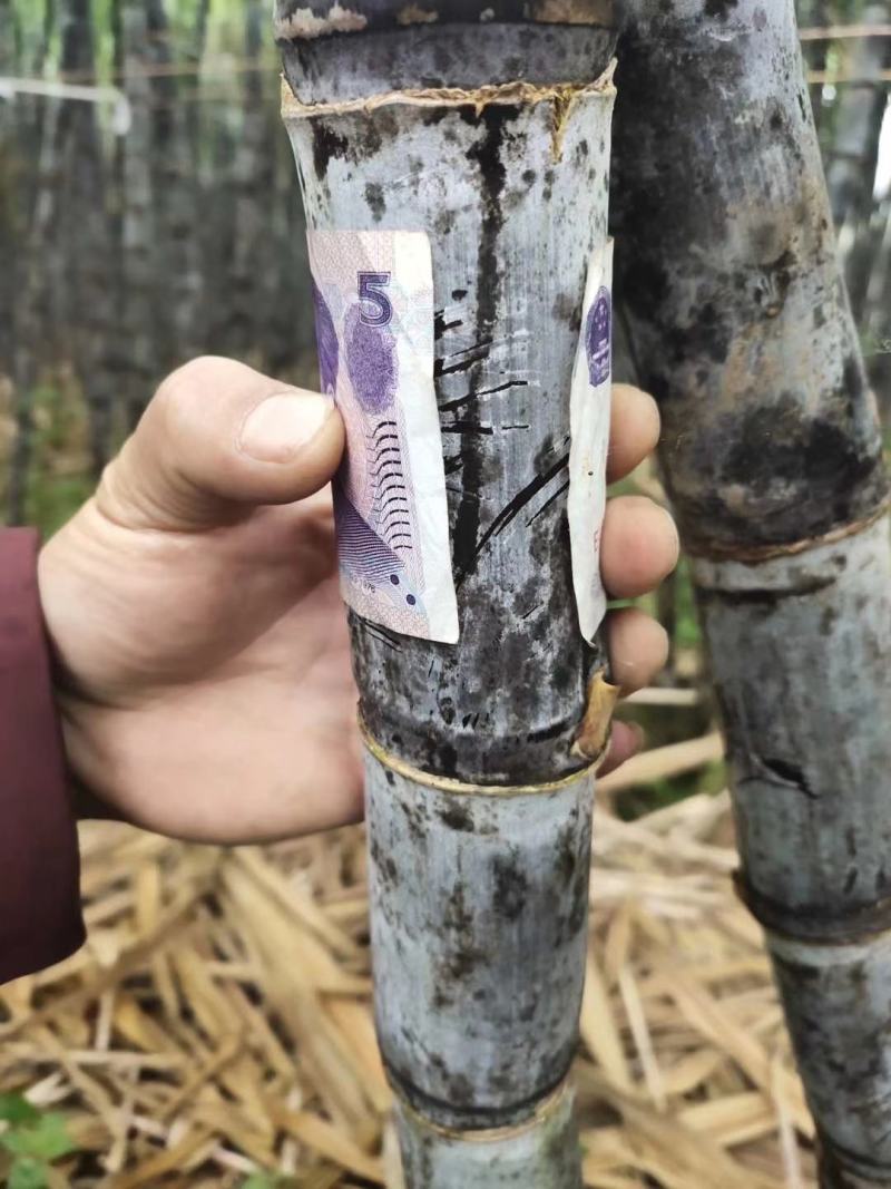 广西甘蔗黑皮甘蔗种植产地结巴均匀口感甜提供回程车质量保证