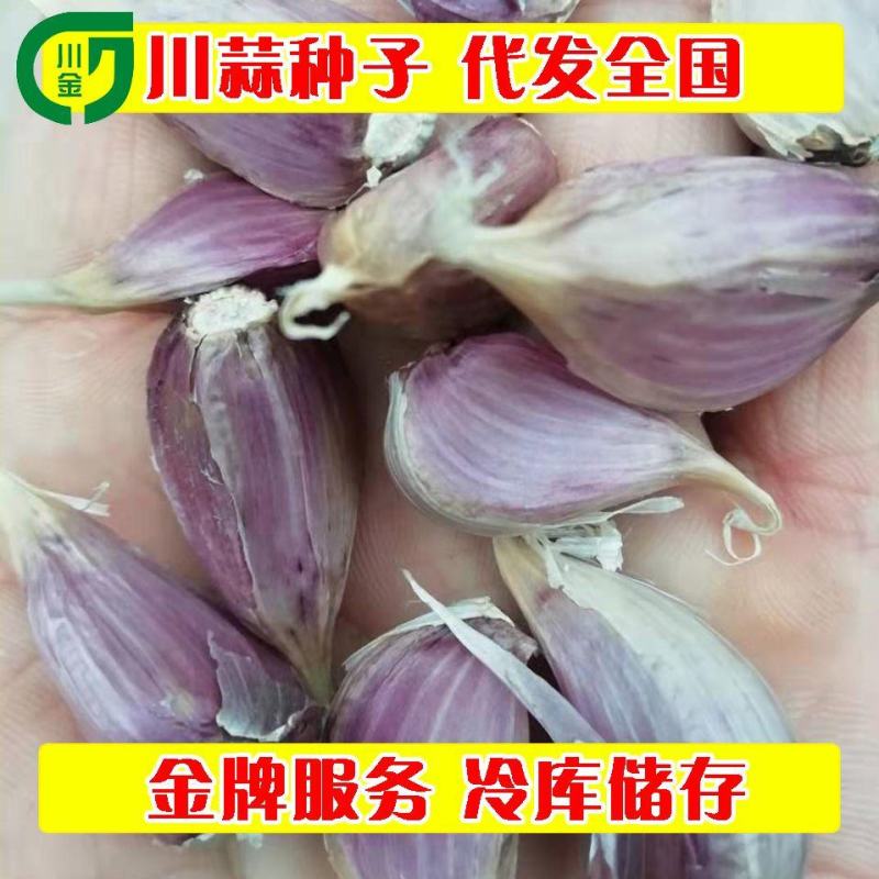 川蒜寒蒜种子产地批发。代购存储金乡县红蒜辣椒（出售蒜种）