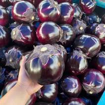 紫光圆茄，己大量上市，质量保证，价格不贵