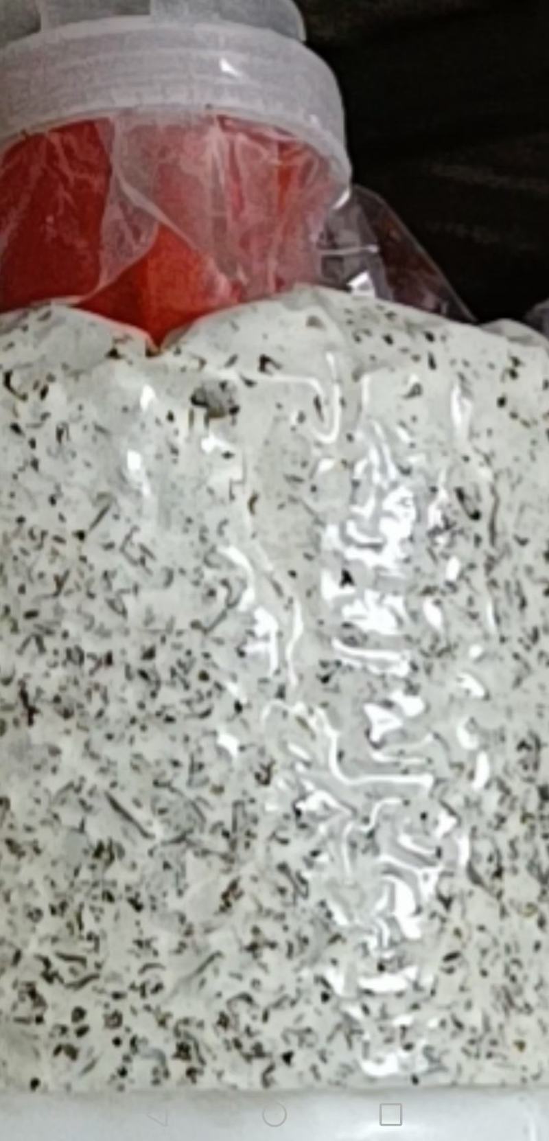 蟹味菇黑皮鸡枞菌菌棒