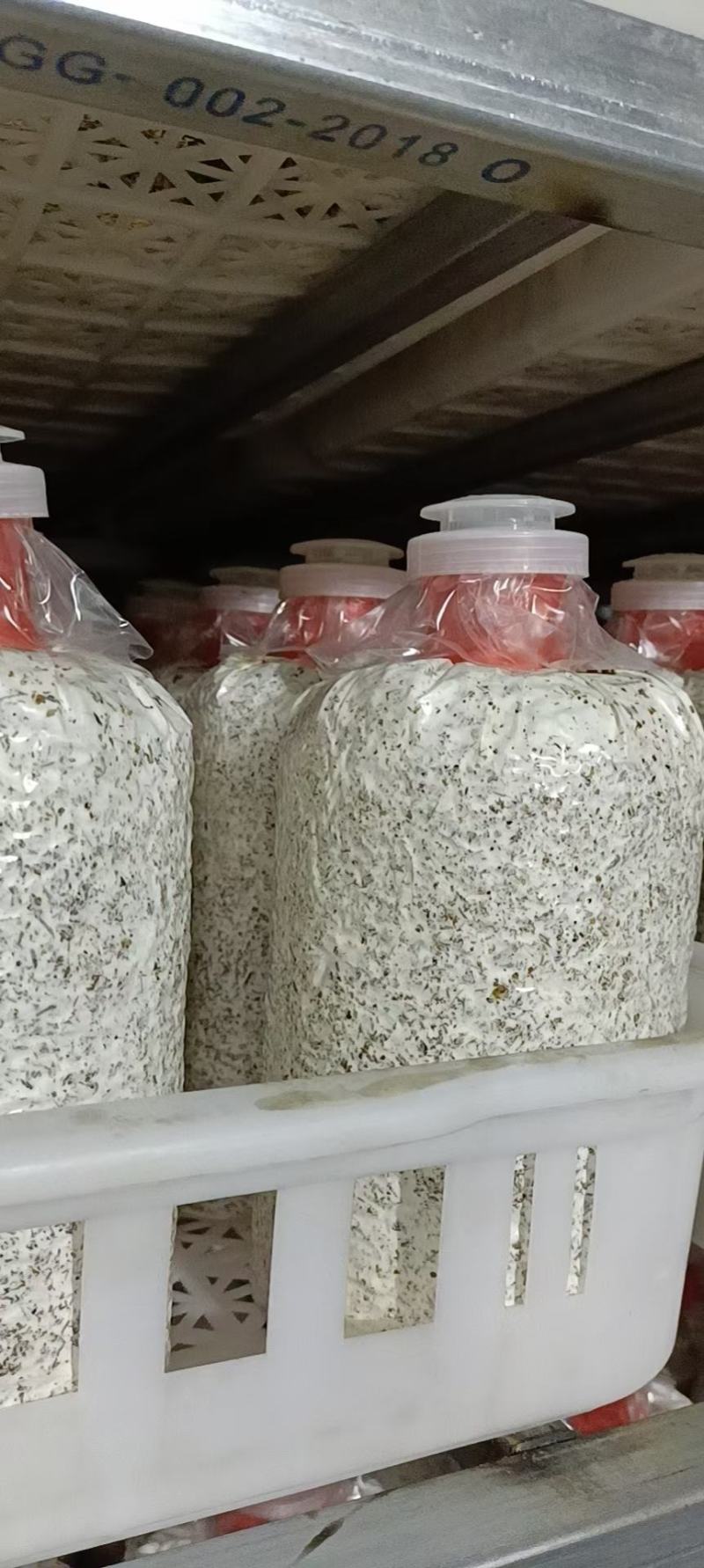 蟹味菇黑皮鸡枞菌菌棒
