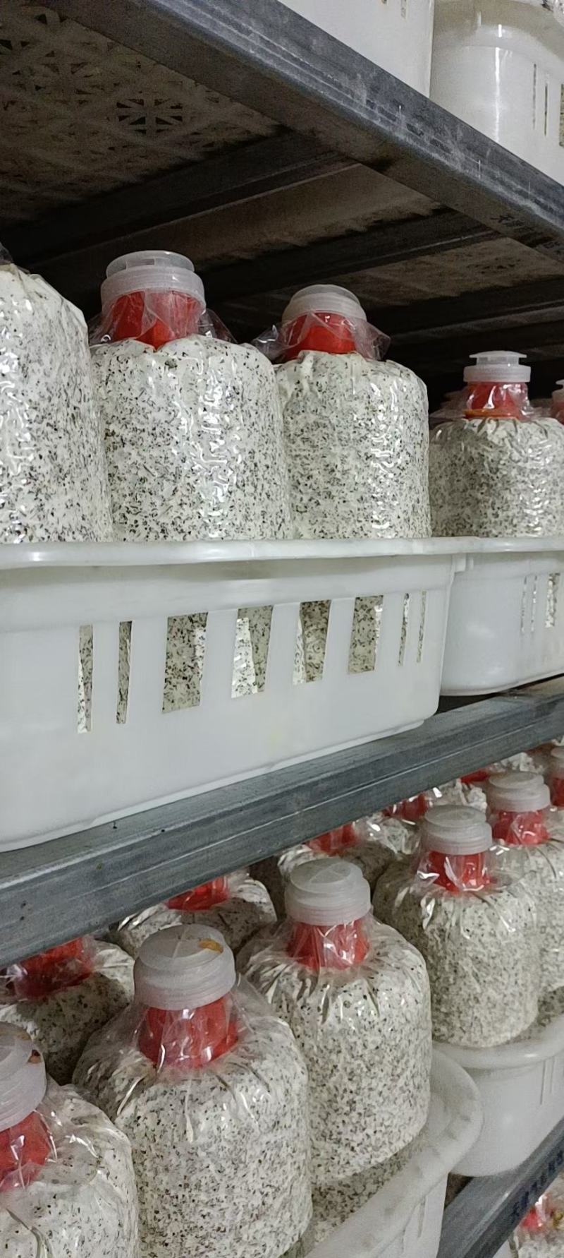 蟹味菇黑皮鸡枞菌菌棒
