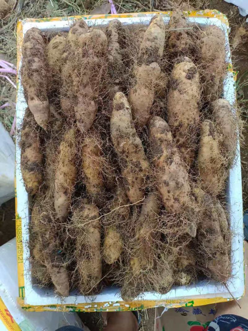 毛薯