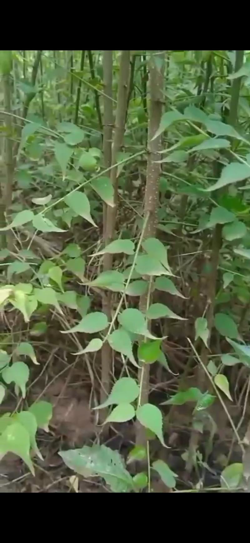大量出售优质两年青梅苗，价格便宜，欢迎订购咨询