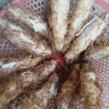 毛薯，甜薯
