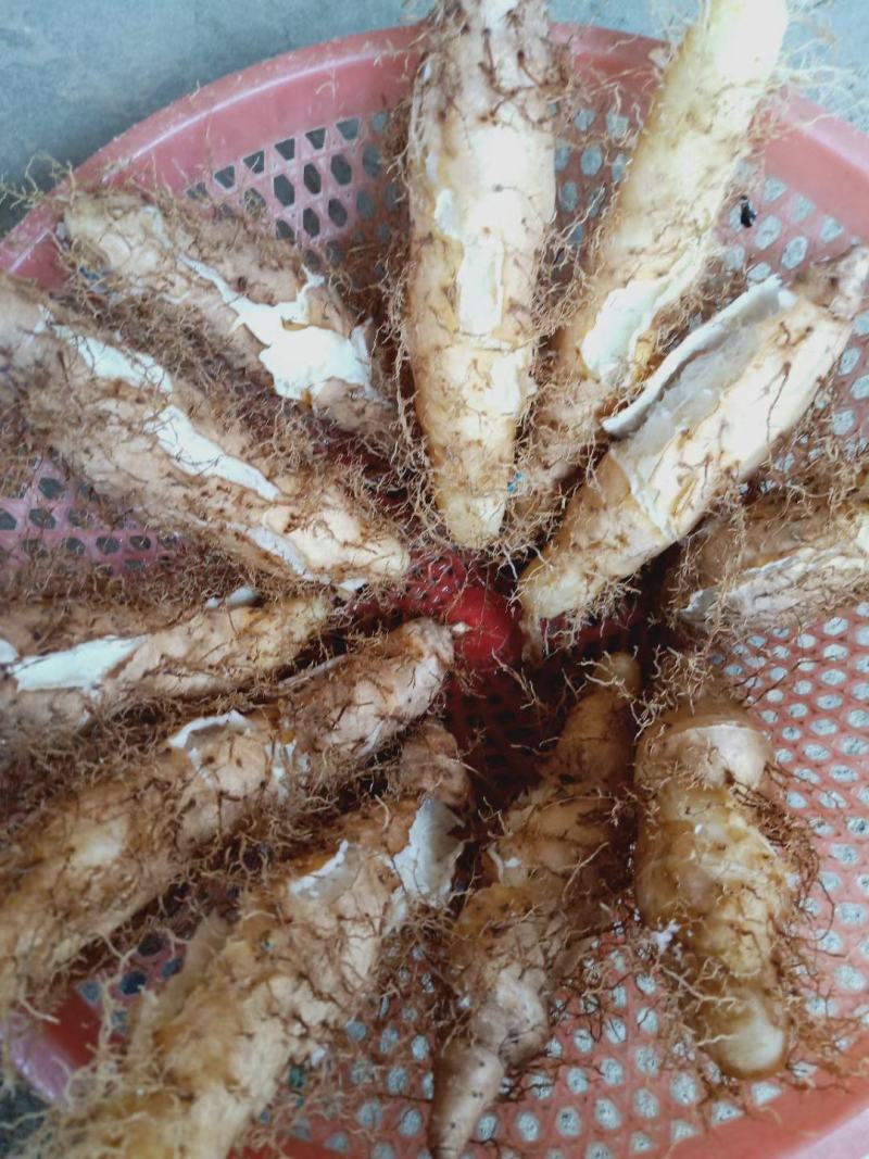 毛薯，甜薯