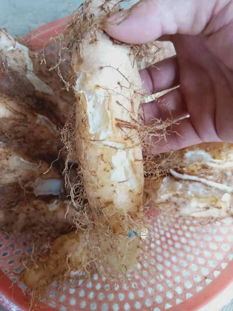 毛薯，甜薯