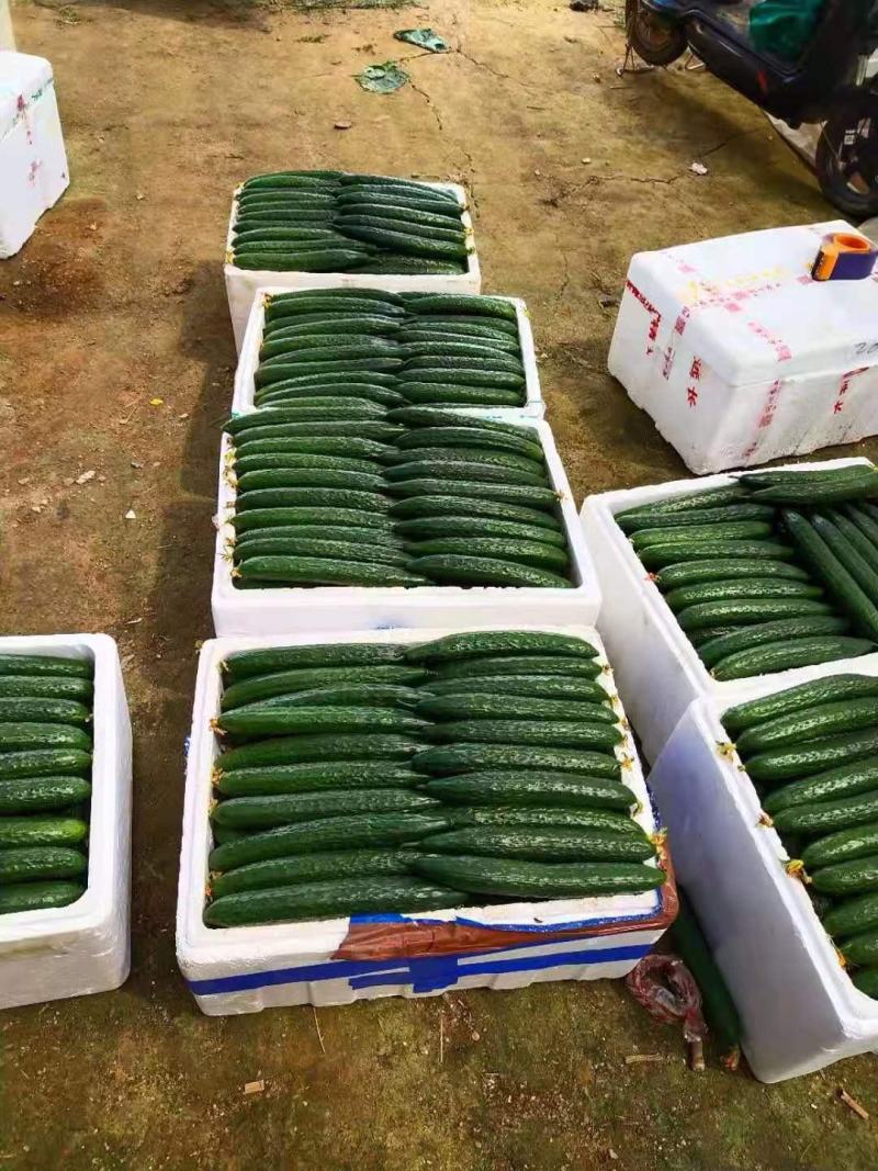 宁都黄瓜，青皮黄瓜大量上市