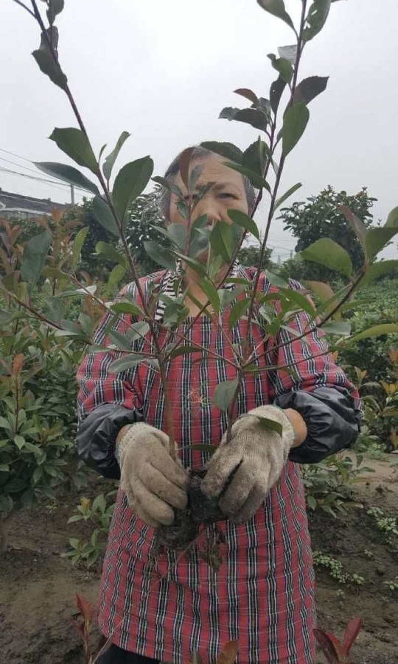 高度50公分红叶石楠大杯苗大量供应地头直发