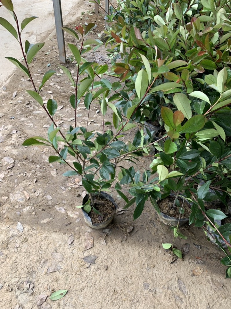 高度50公分红叶石楠大杯苗大量供应地头直发