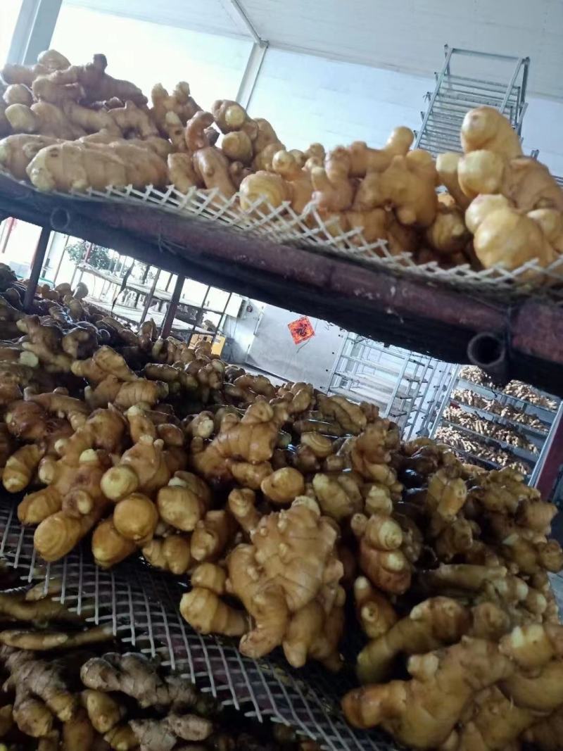河北《大黄姜红芽姜》电商市场超市水洗姜风干姜