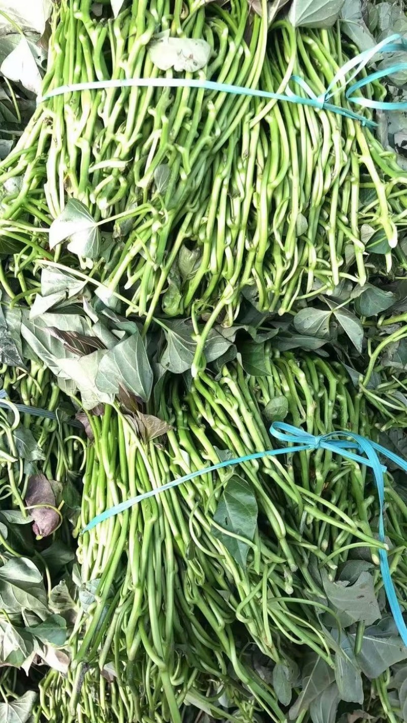原种脱毒红薯大田苗产地直发欢迎订购合作共赢
