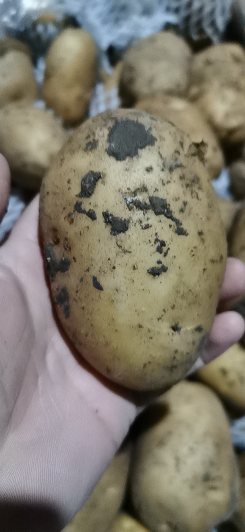 土豆大量供应