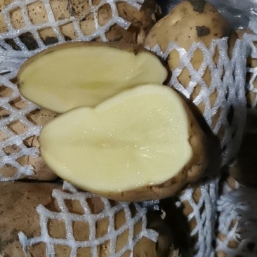 土豆大量供应