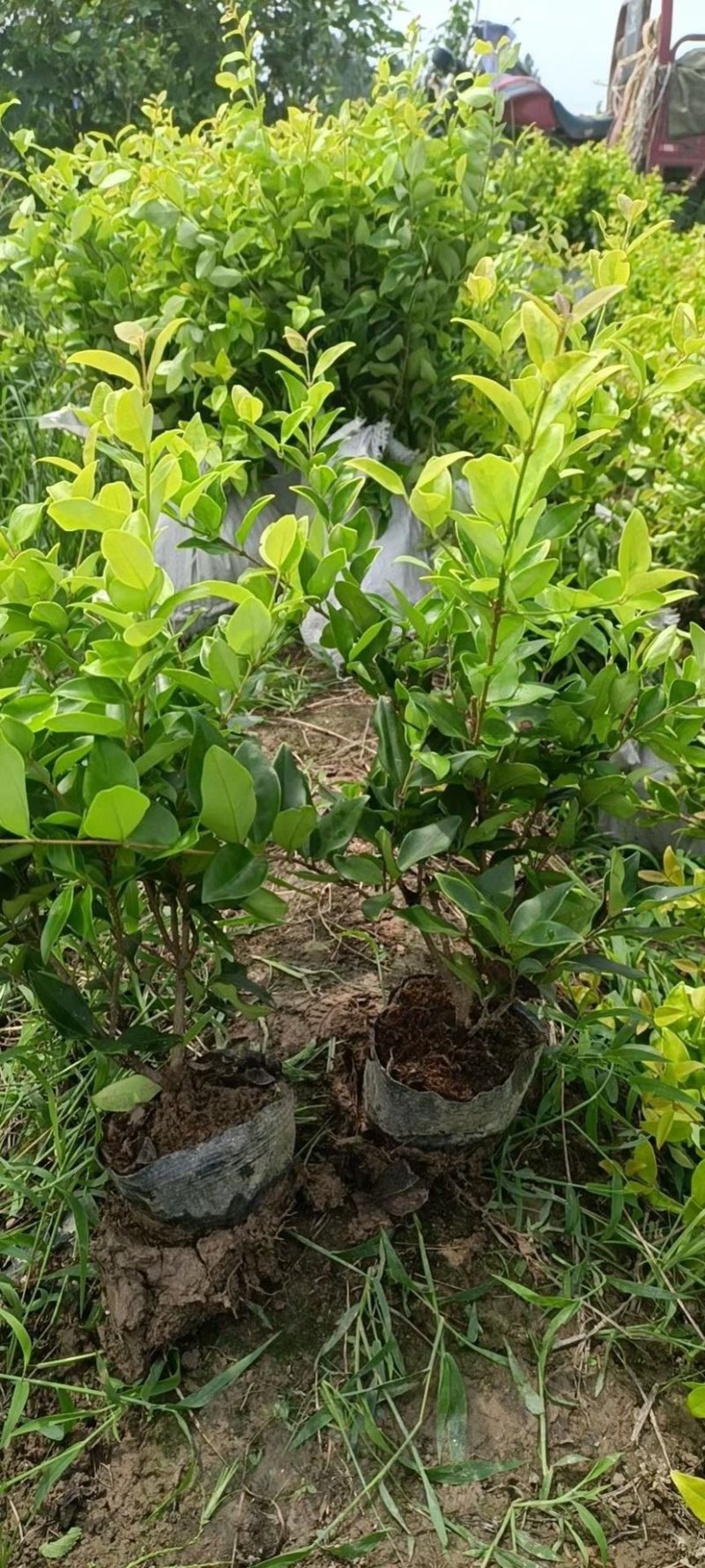 江苏基地优质金森女贞大杯苗基地直销规格齐全量大从优