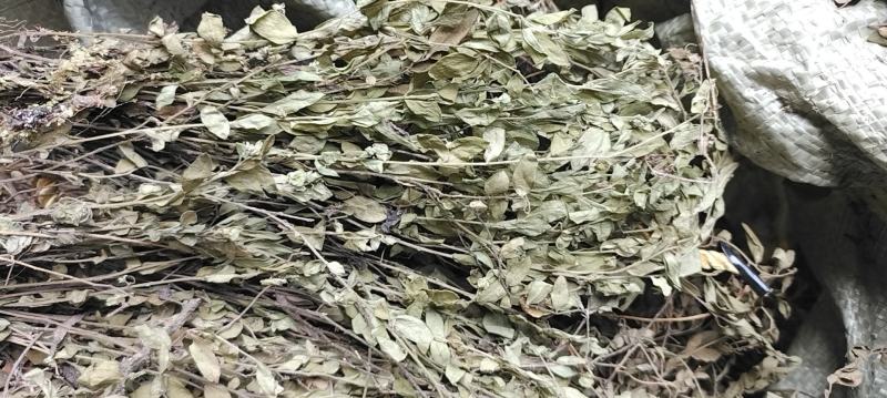 瓜子金草干品辰砂草二月花惊风草金来马回野生中药草