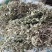 瓜子金草干品辰砂草二月花惊风草金来马回野生中药草