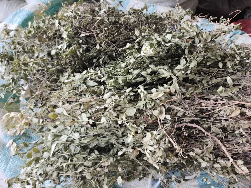 瓜子金草干品辰砂草二月花惊风草金来马回野生中药草