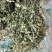 瓜子金草干品辰砂草二月花惊风草金来马回野生中药草