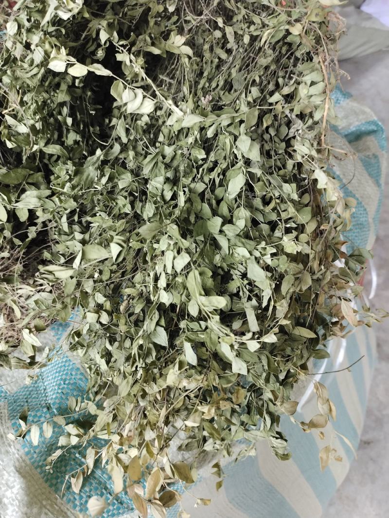 瓜子金草干品辰砂草二月花惊风草金来马回野生中药草