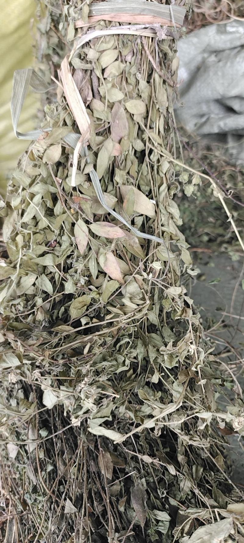 瓜子金草干品辰砂草二月花惊风草金来马回野生中药草