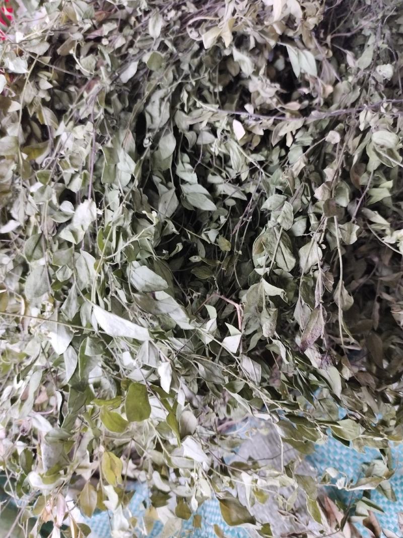 瓜子金草干品辰砂草二月花惊风草金来马回野生中药草