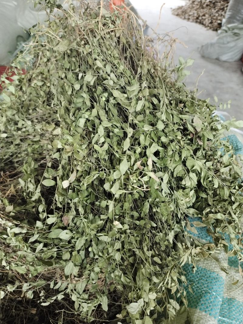 瓜子金草干品辰砂草二月花惊风草金来马回野生中药草