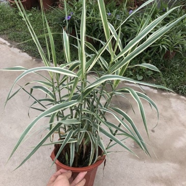 花叶芦竹【水旱两种，不择环境】园中和水边种上很美