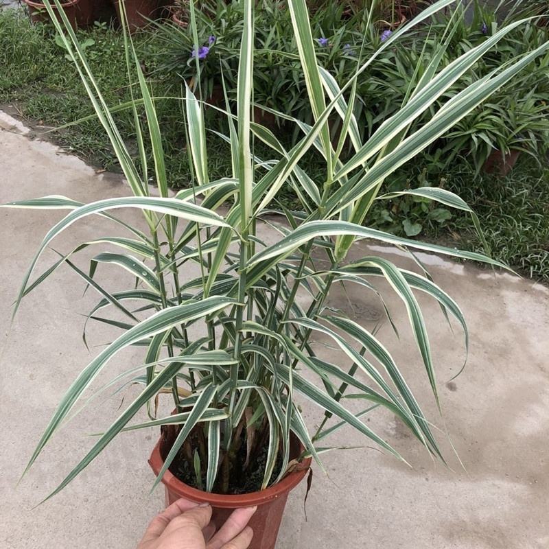 花叶芦竹【水旱两种，不择环境】园中和水边种上很美