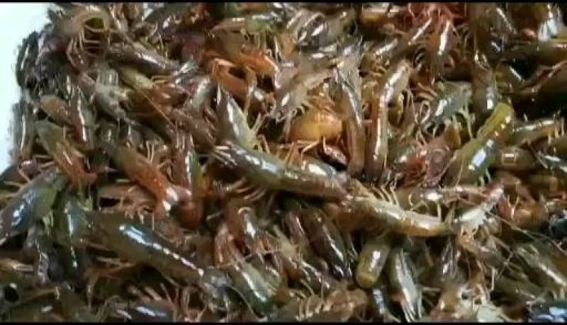 小龙虾，各种规格小龙虾苗，基地直供，量大直供