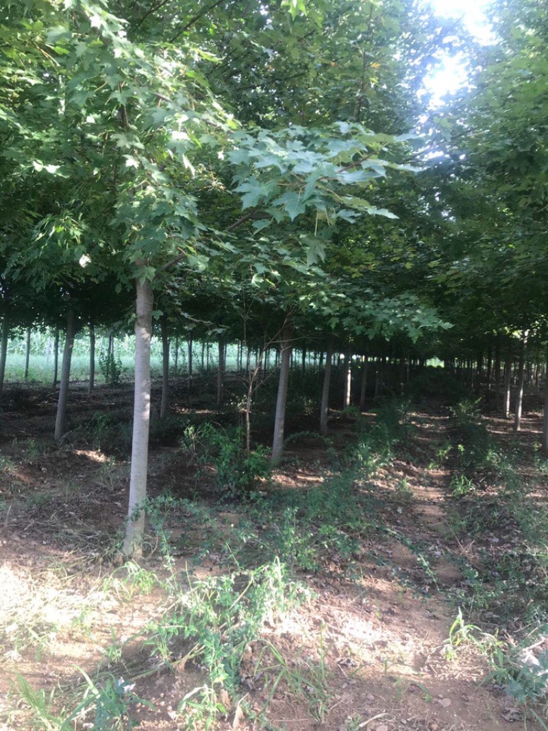 美国红枫，秋火焰，红点，8到20公分量大出圃