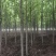 美国红枫，秋火焰，红点，8到20公分量大出圃