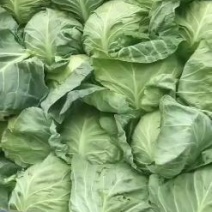 高原夏菜质量好颜色正