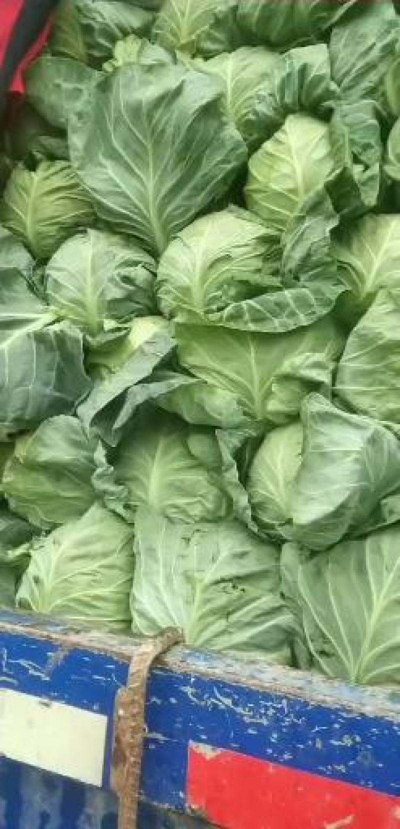高原夏菜质量好颜色正