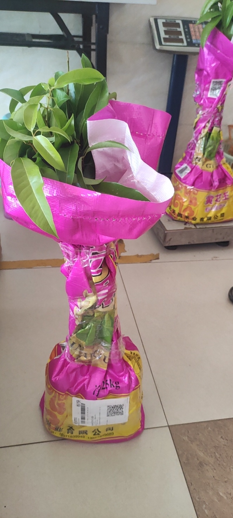 广东高州茶花苗：大量有货．需要大量的联系我．可代办